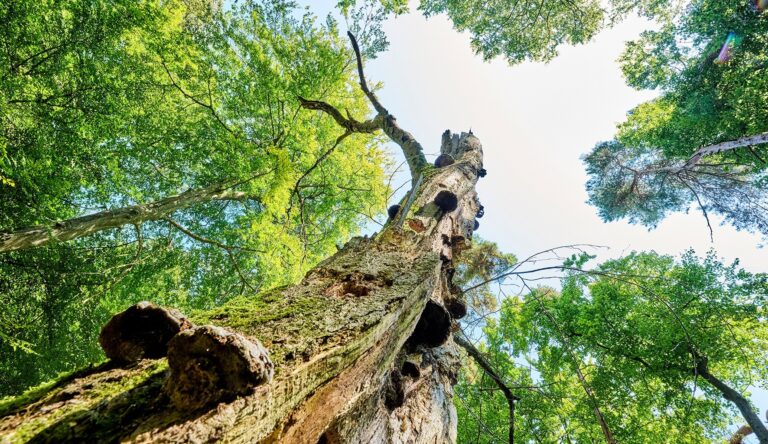 Natur und Klima: Gesunde Lebensräume – Gesunde Menschen